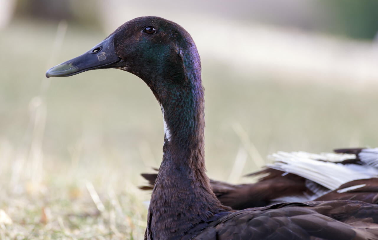 Portrait of a Duck on a organic Farm