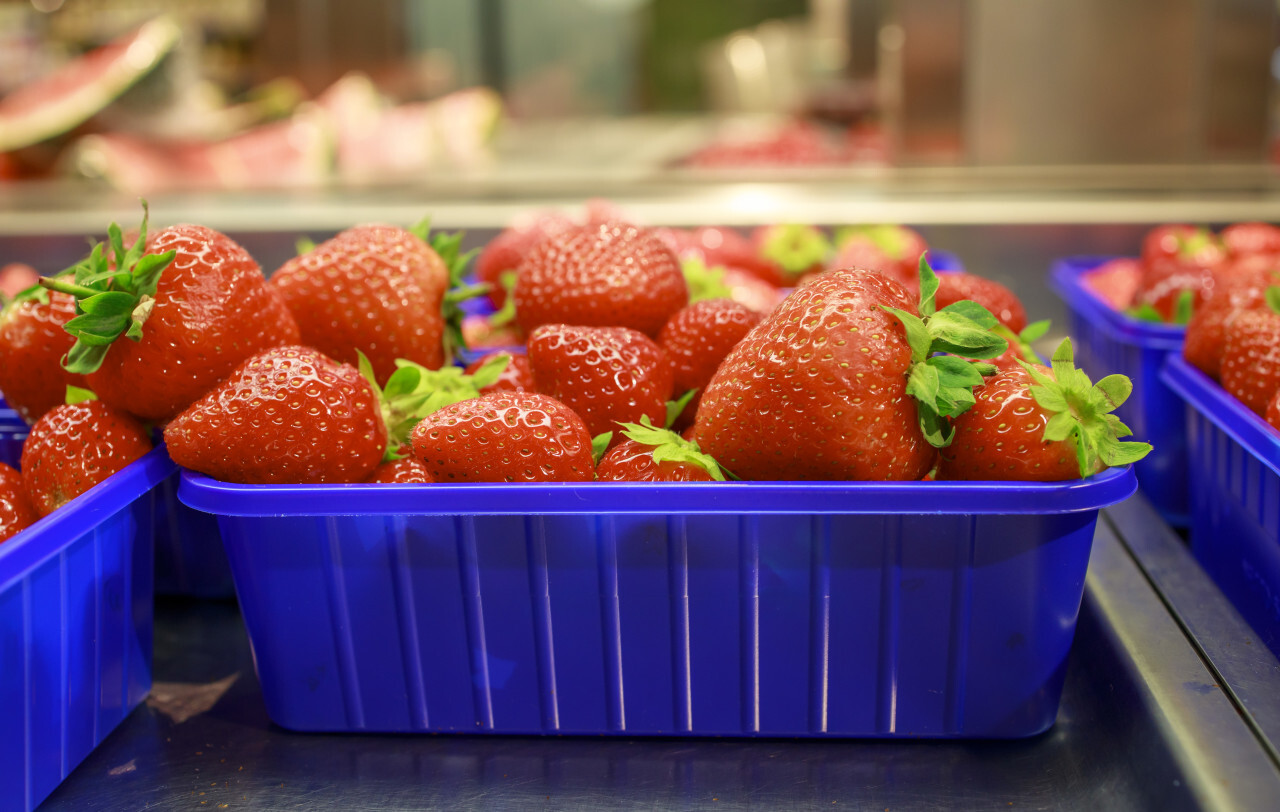 Strawberries displayed in square light blue plastic baskets