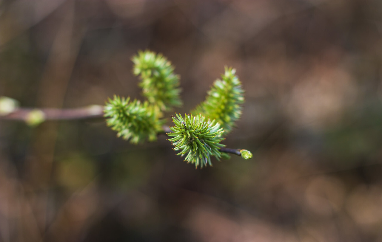 spring buds in april