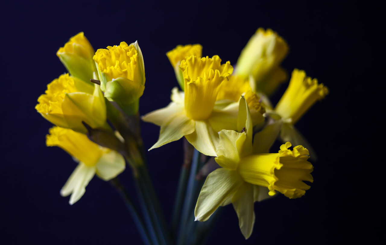 Yellow Daffodils isolated on black background