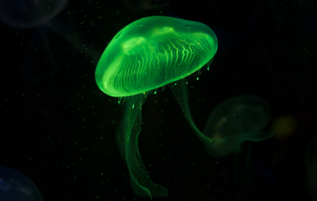 Green Jellyfish in their natural habitat. (Pelagia noctiluca)