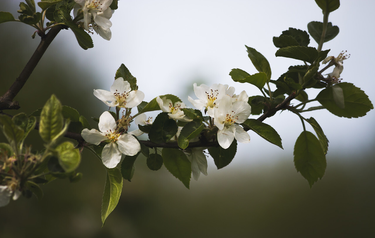 white appletree blossom flower