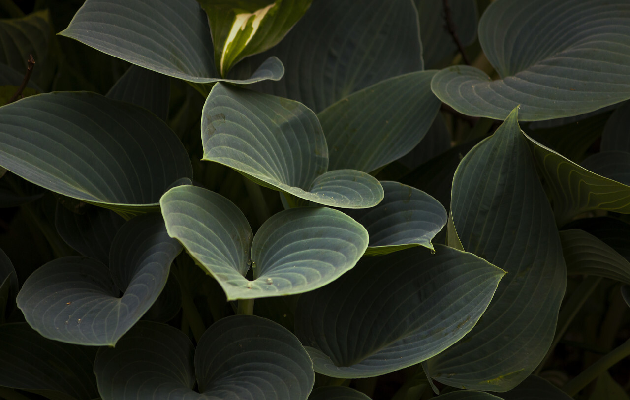 big green leaves