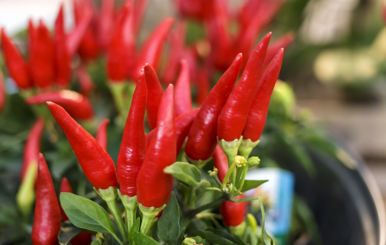 Red chilli peppers growing on a plant