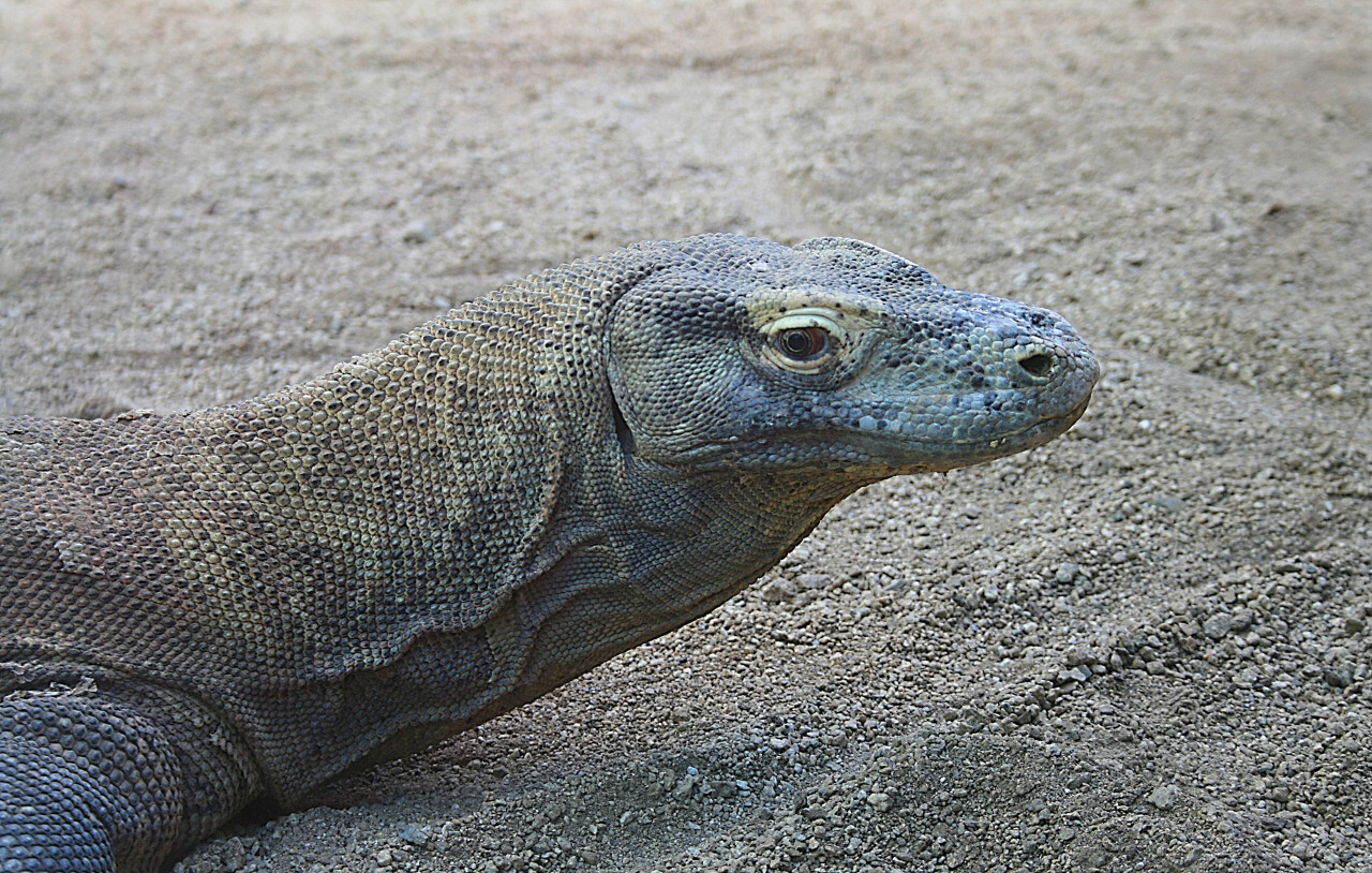 perentie in sand