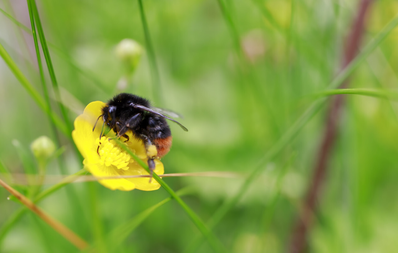 Bulbous Buttercup with a bee on it (Ranunculus bulbosus)