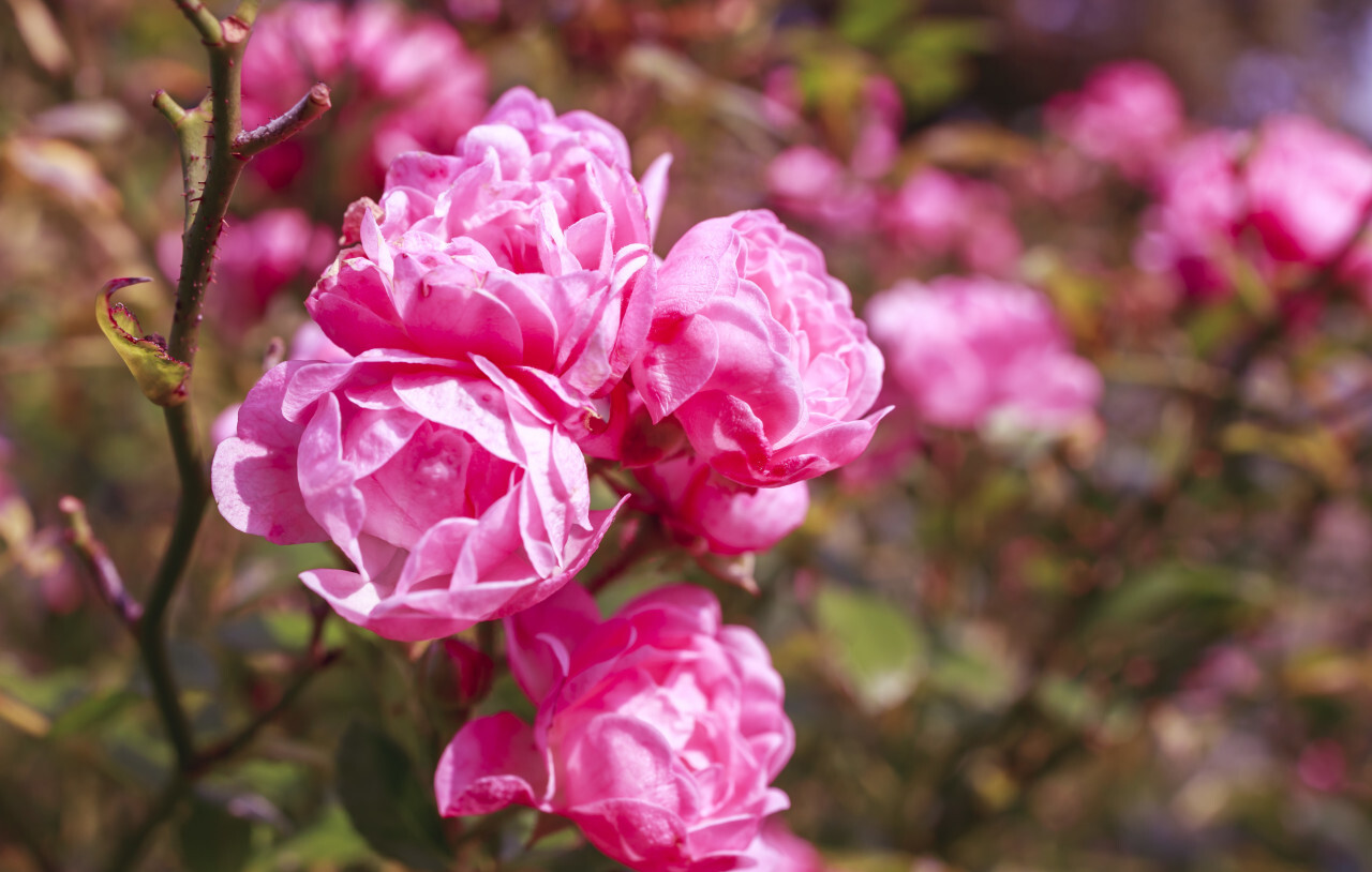 Beautiful pink roses in a garden