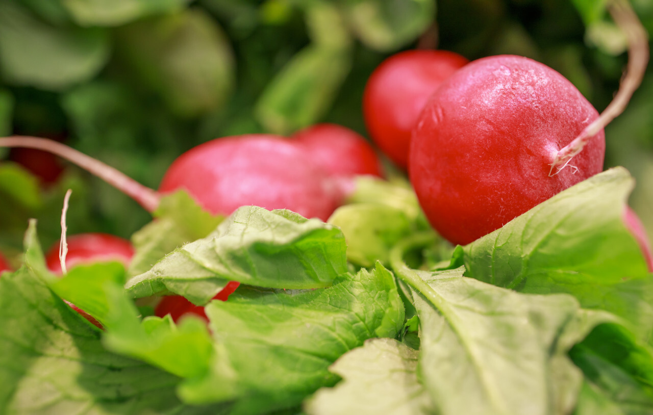 red radish from the market