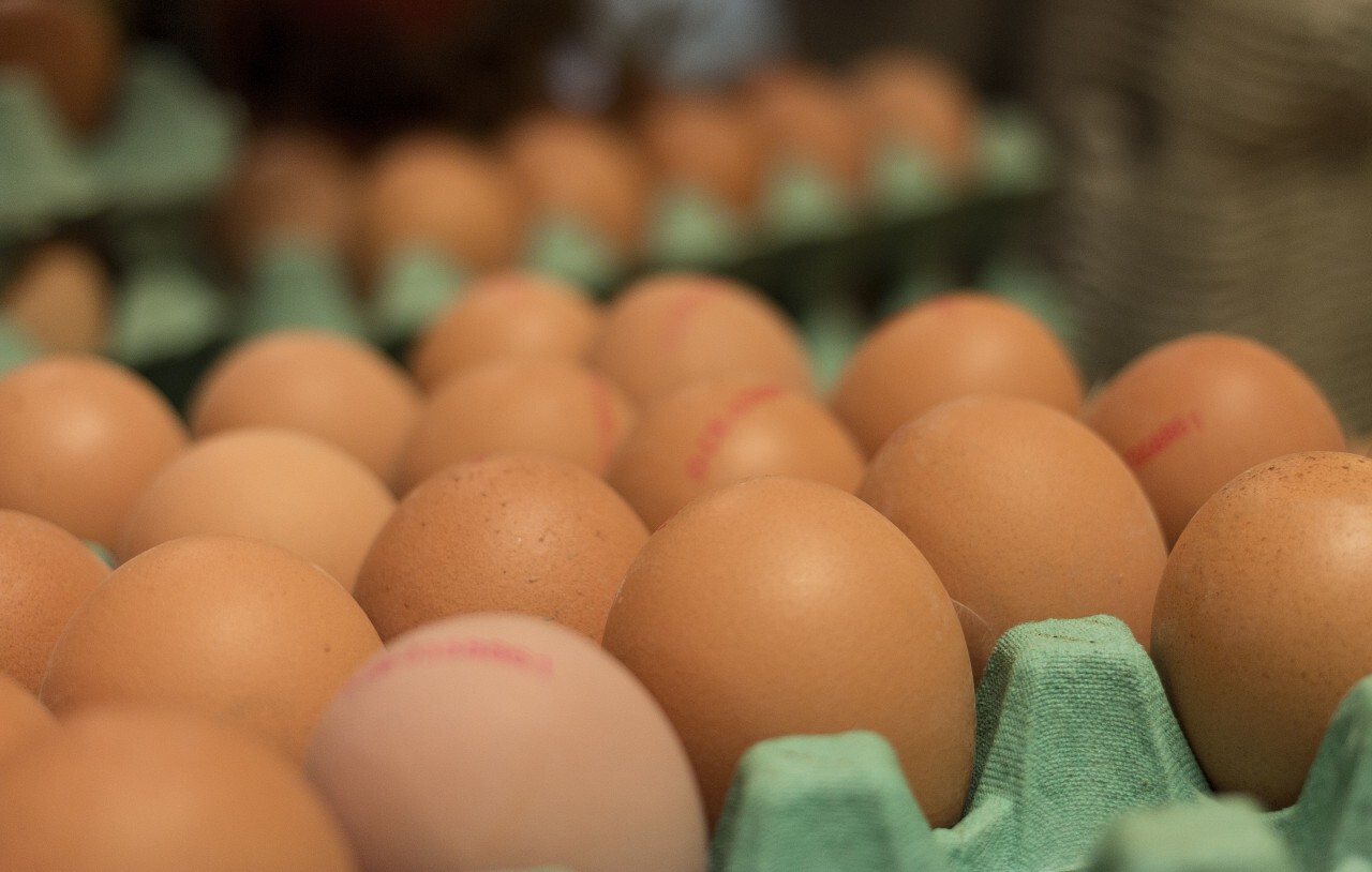 Tray of eggs