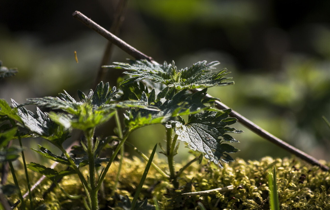 nettles on the side of the road