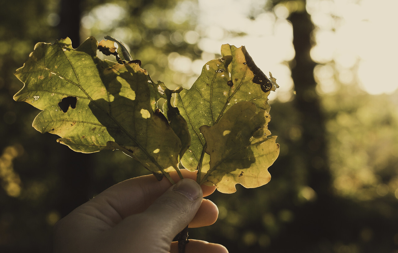 autumn leaves in hand