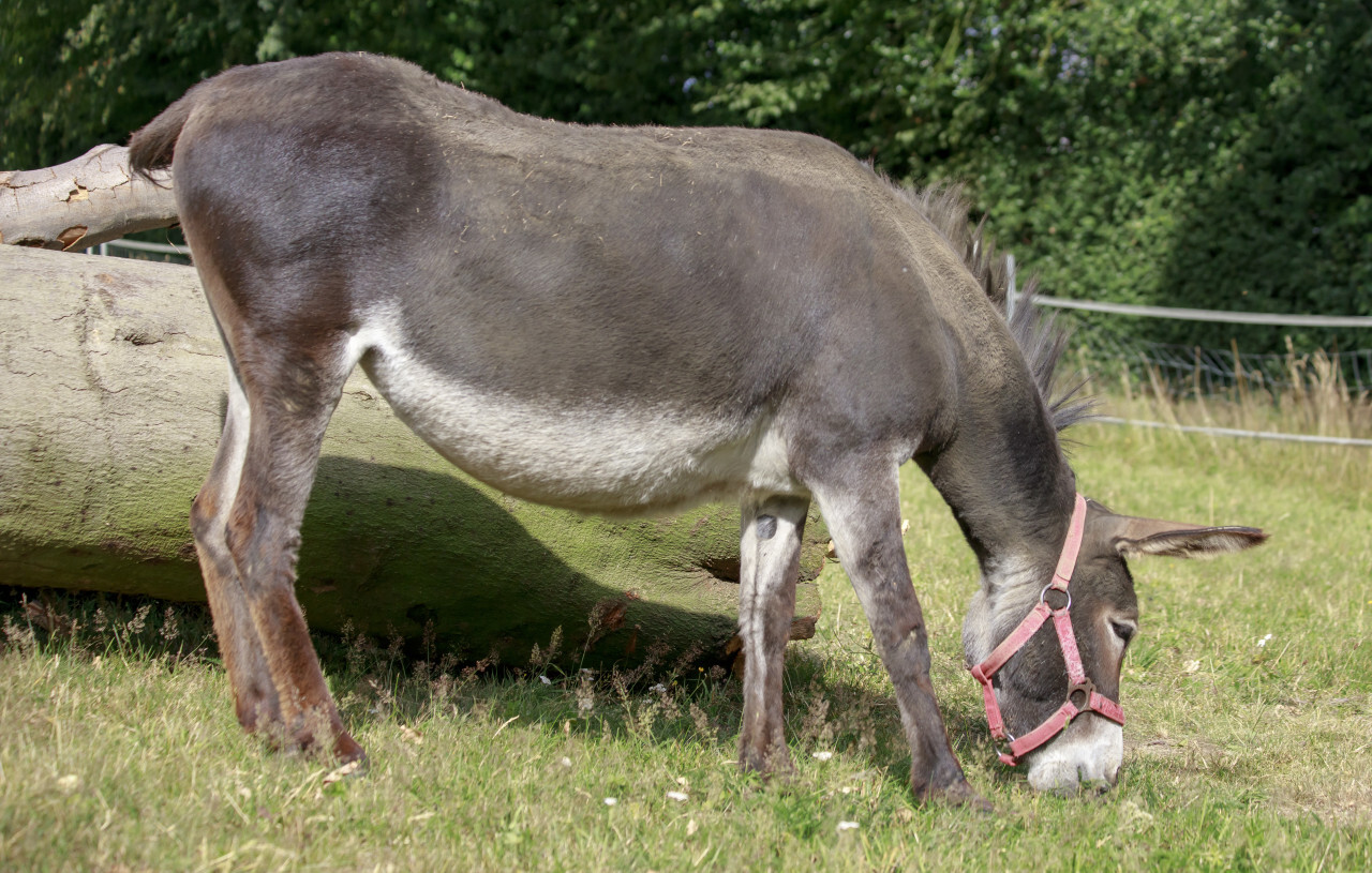 Donkey grazes in its pasture