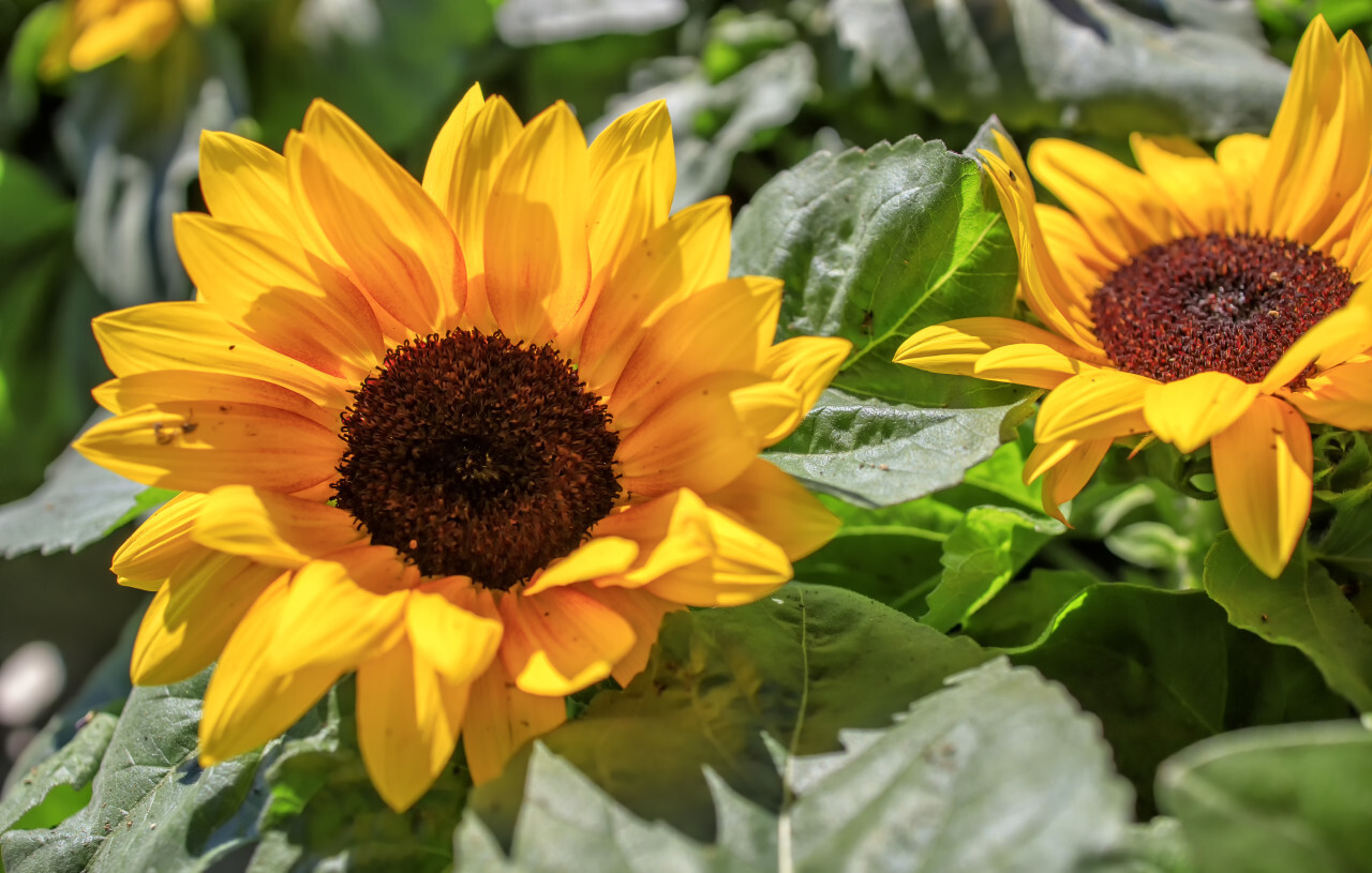 Background with orange beautiful sunflowers