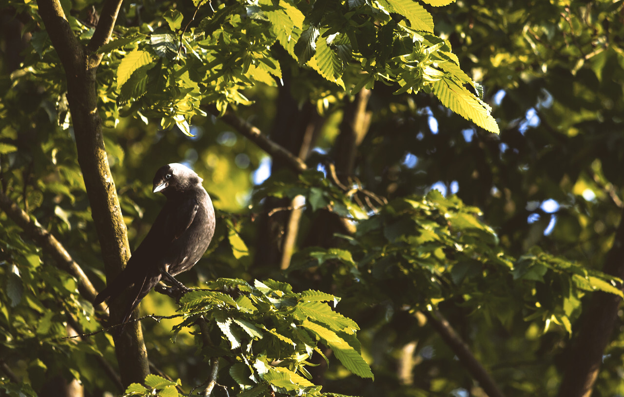 jackdaw in the tree