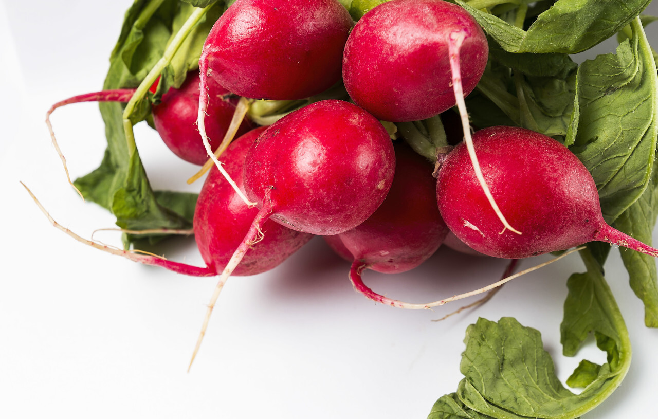 radish bunch isolated on white background