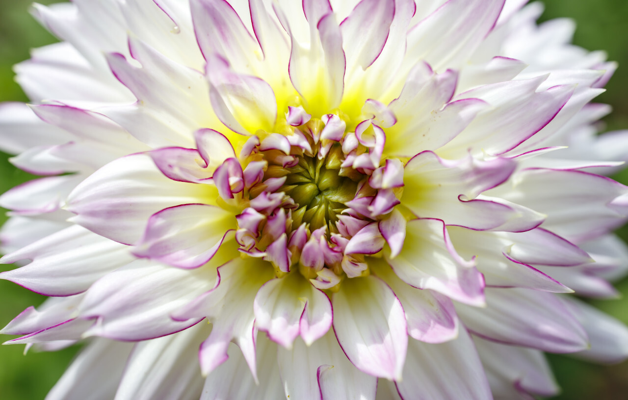 White Dahlia Flower Close-Up