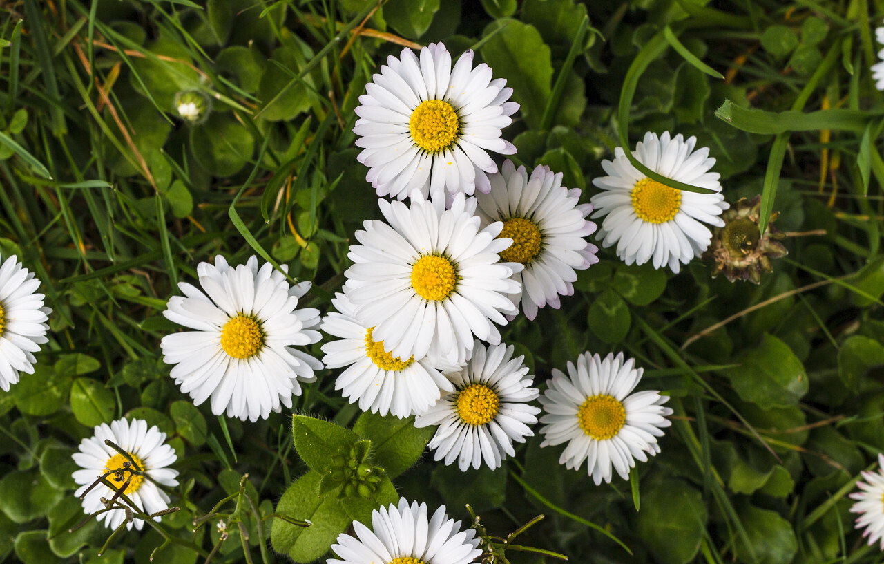 daisies from above