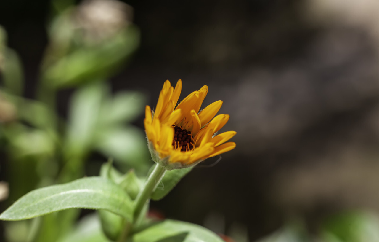 macro of a yellow flower