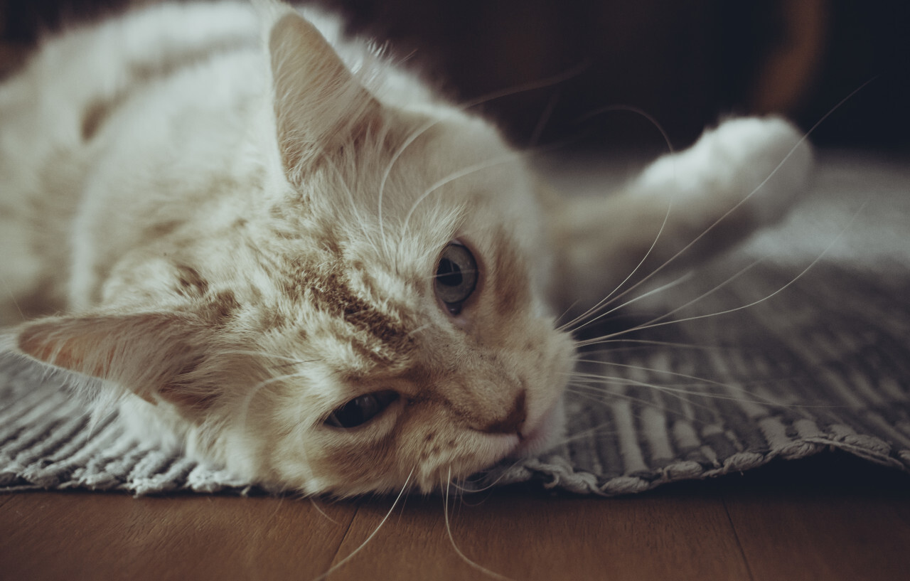 Maine Coon Cat lying on the floor