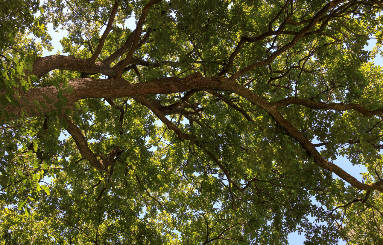 old oaks leafy treetop