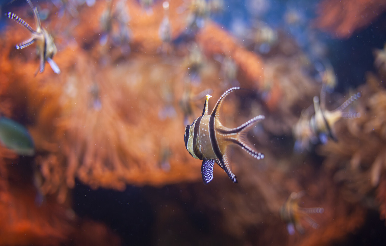 Banggai cardinalfish (Pterapogon kauderni)