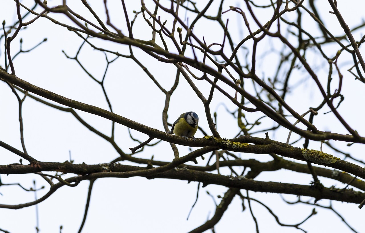 Blue tit sitting on a branch