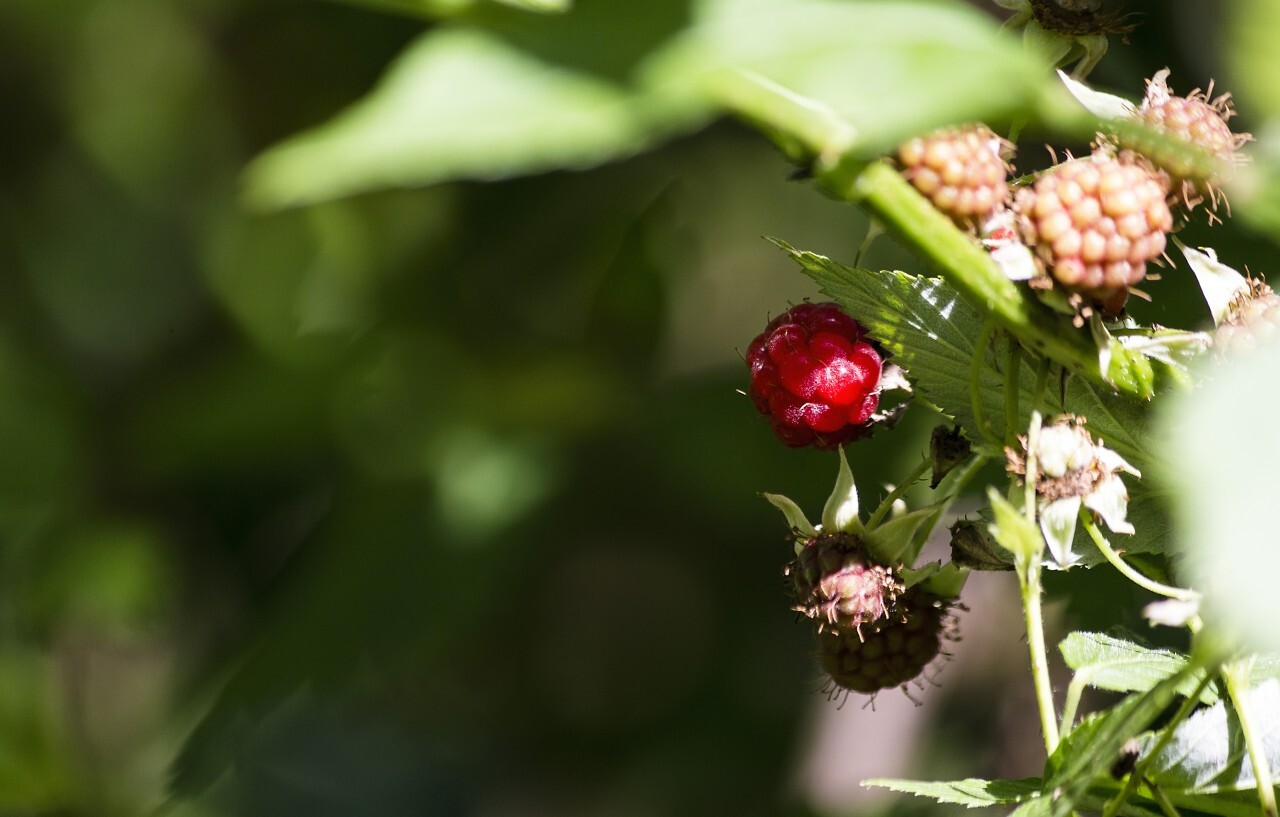 raspberries on the bush