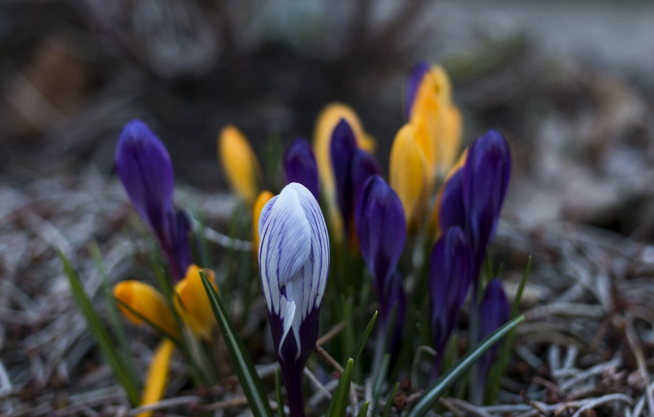 colorful crocus