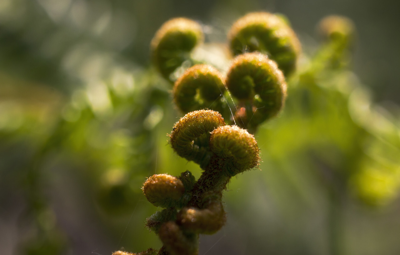 beautiful heart-shaped fern macro background
