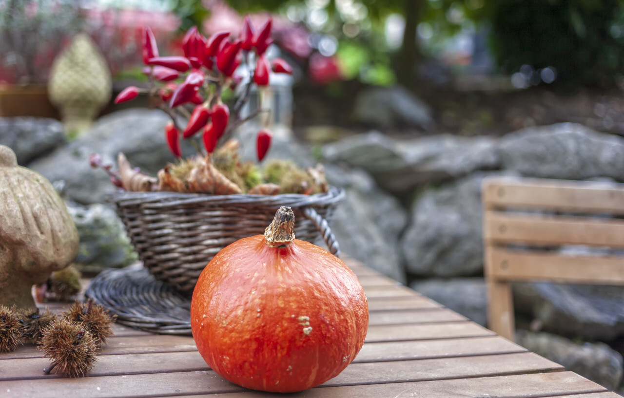 Thanksgiving garden decorated with a pumpkin and a chilly plant in autumn