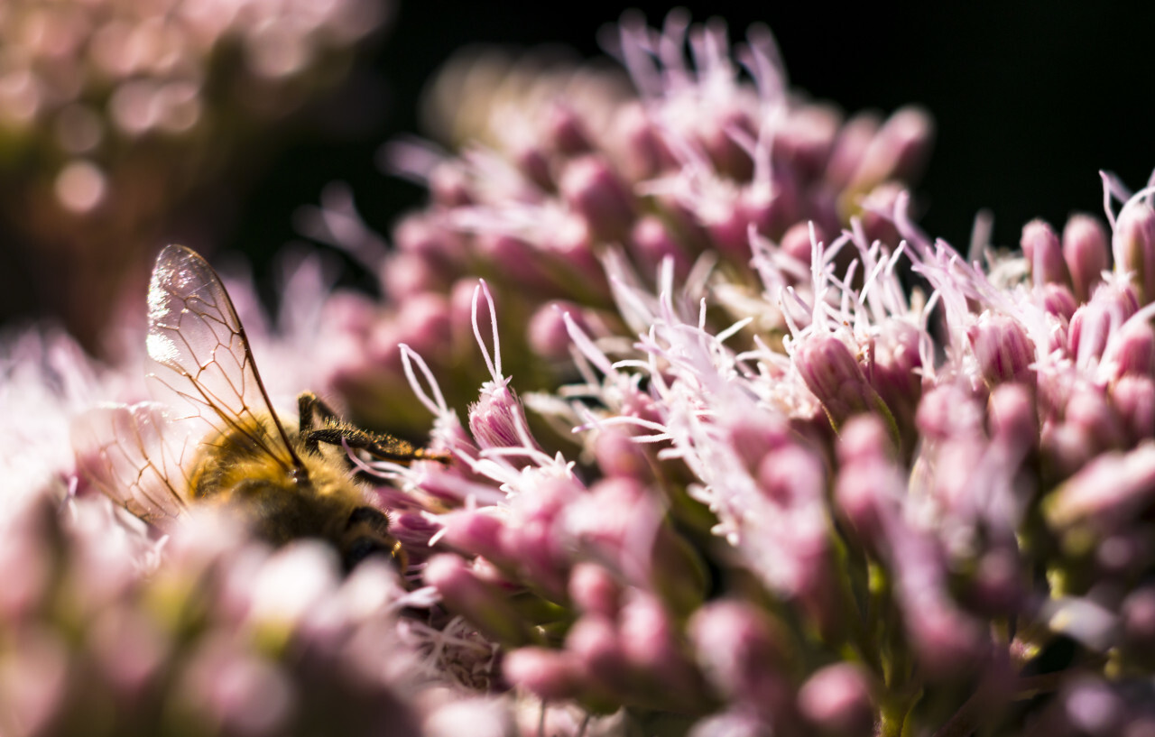 bee is hiding in flower
