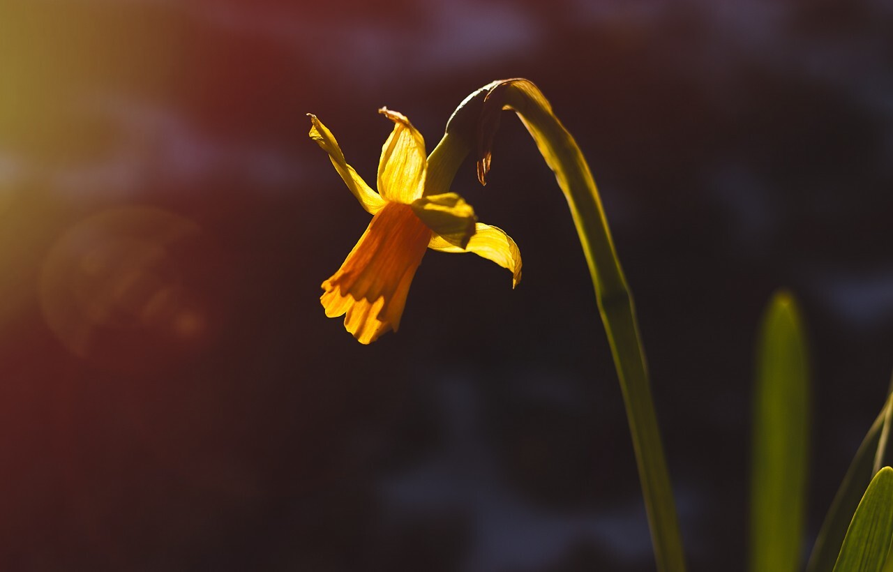 yellow daffodil flower by sunset