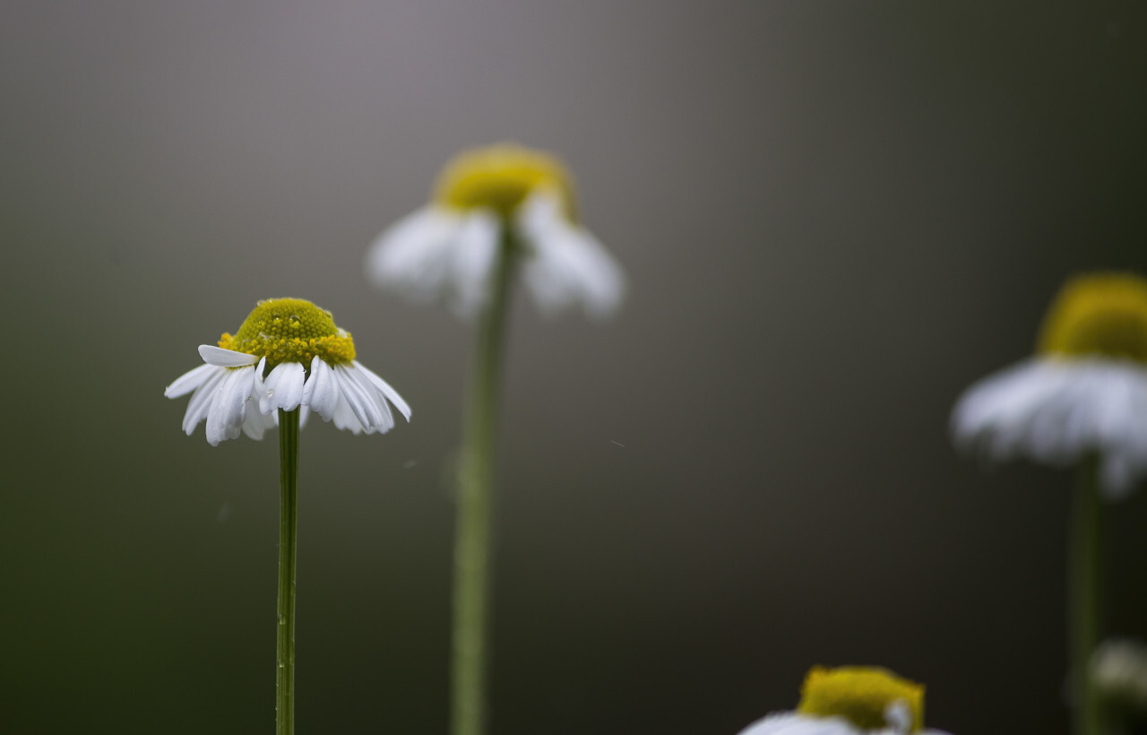 chamomile