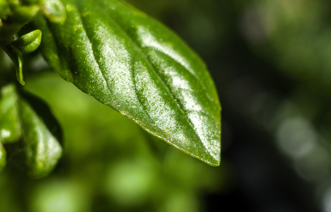 basil leaf macro