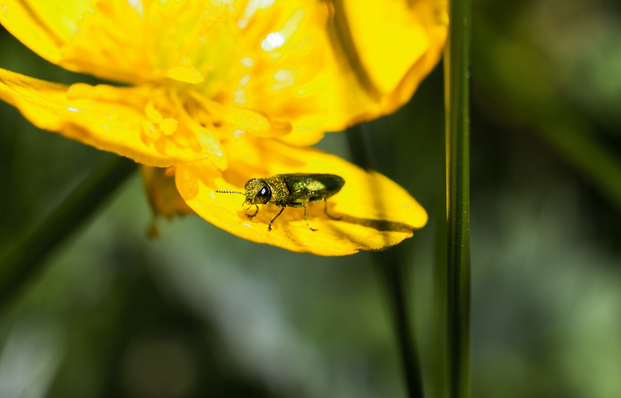 green shimmering beetle on yellow petal