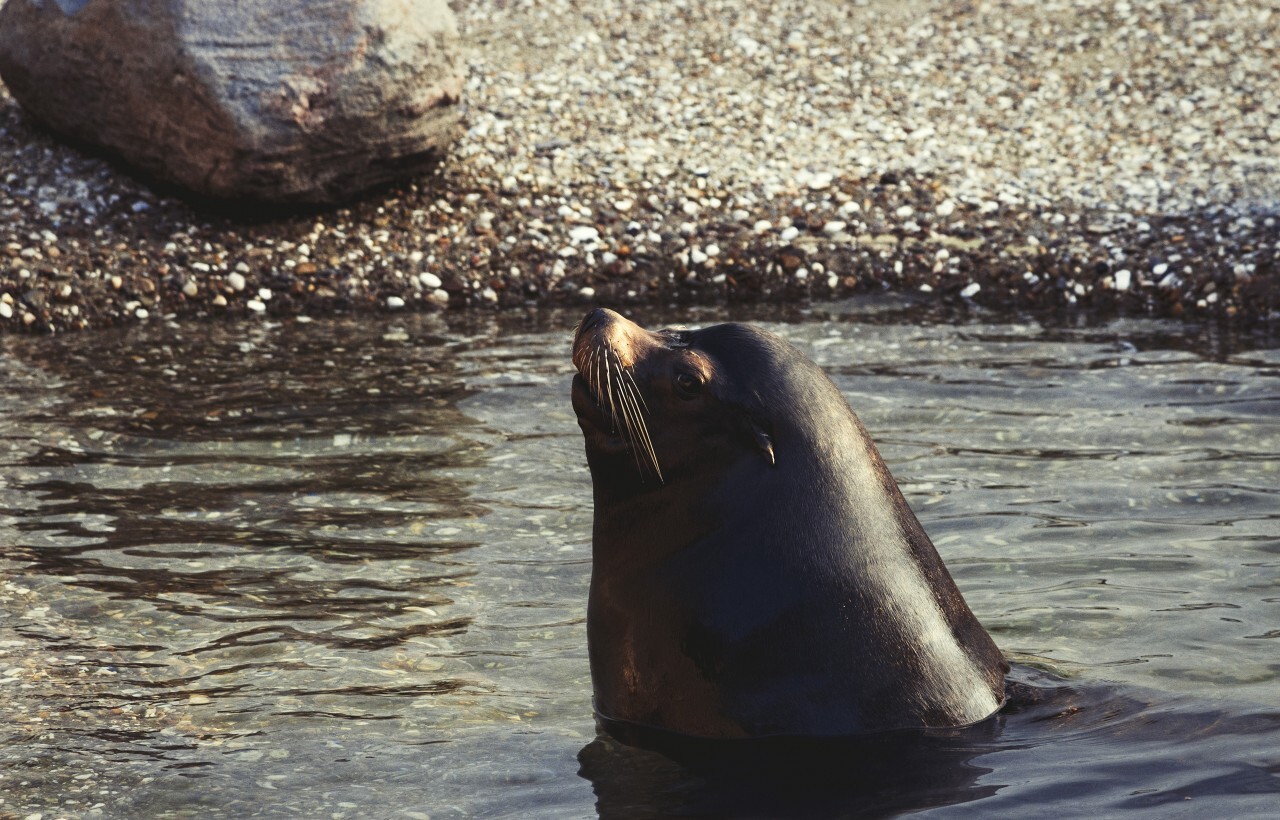 sea lion spys out the water