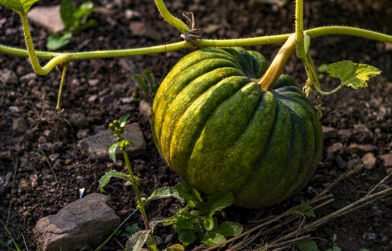 a green pumpkin is growing in a field