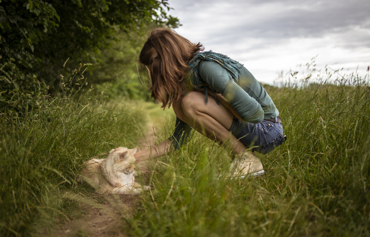 maine coon cat lies on a dirt road in the grass and is petted by a young woman