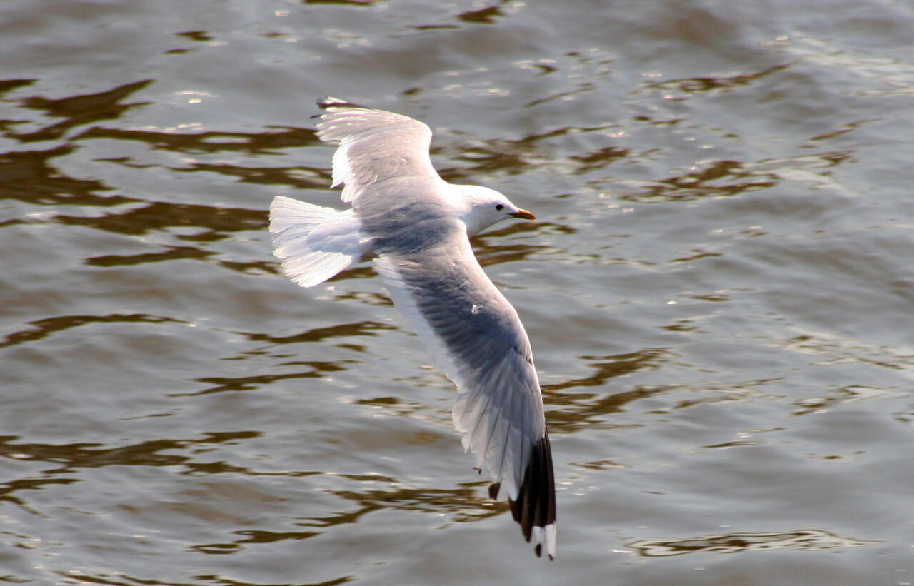 seagull flying over the water