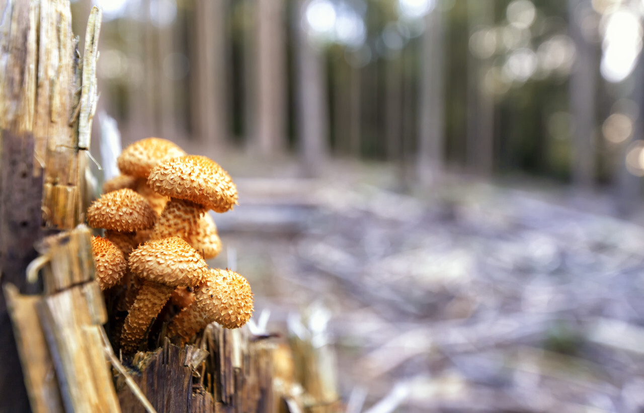 beautiful mushrooms in the forest