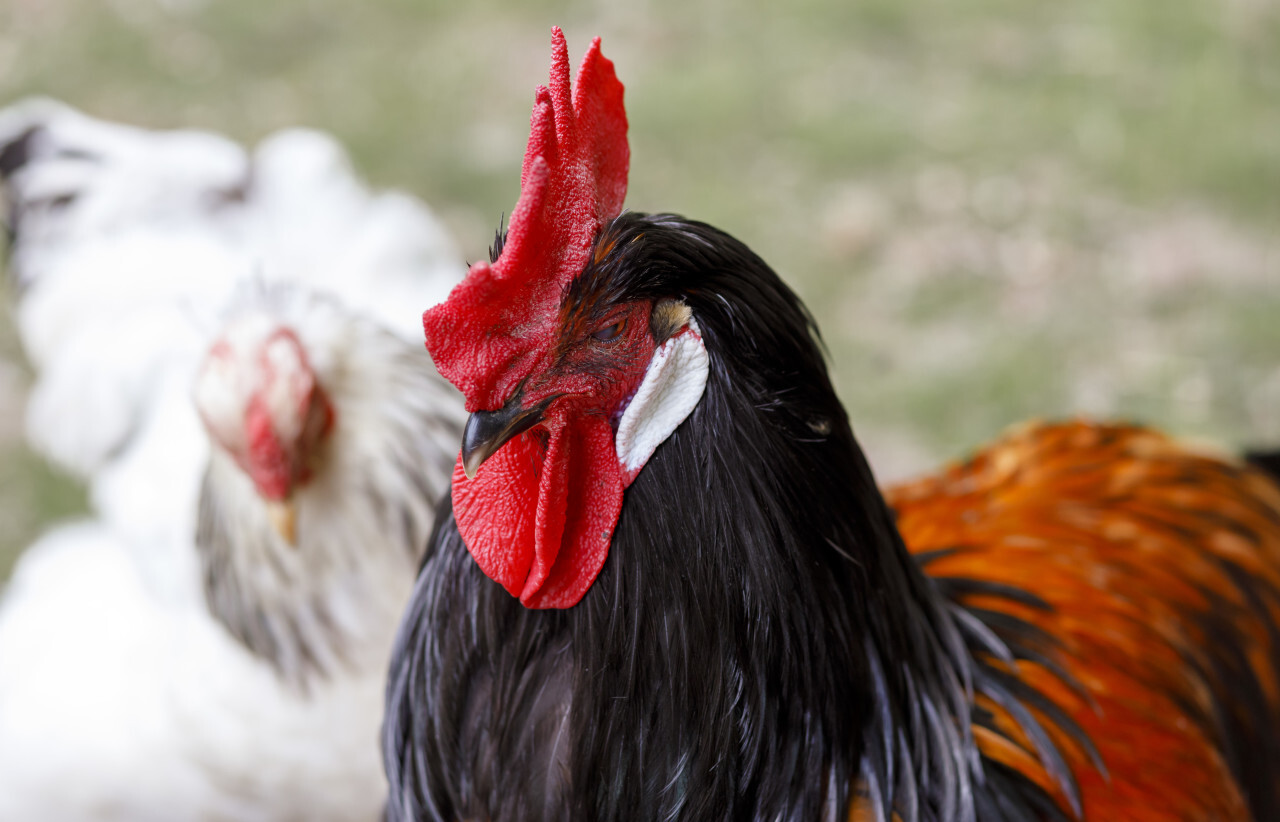 Beautiful rooster portrait