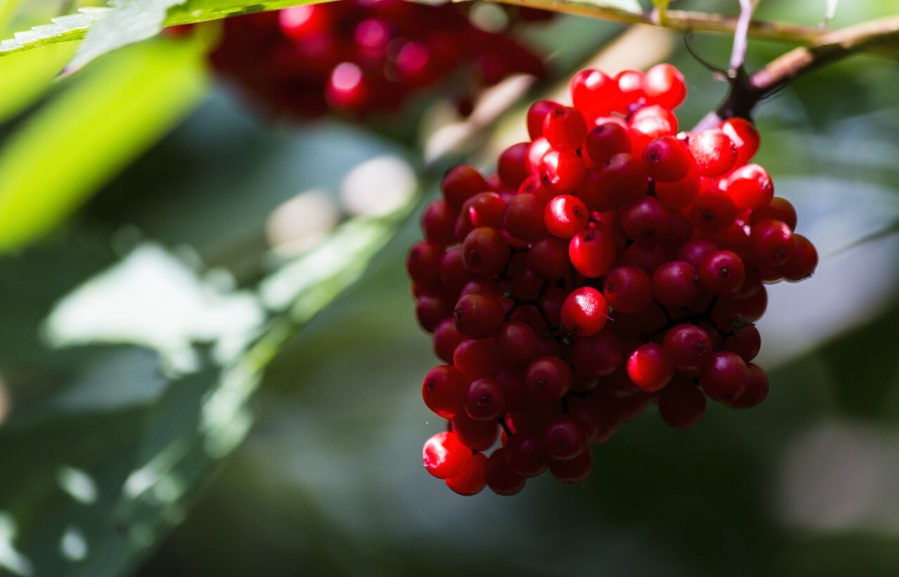 Rowan berries on a tree