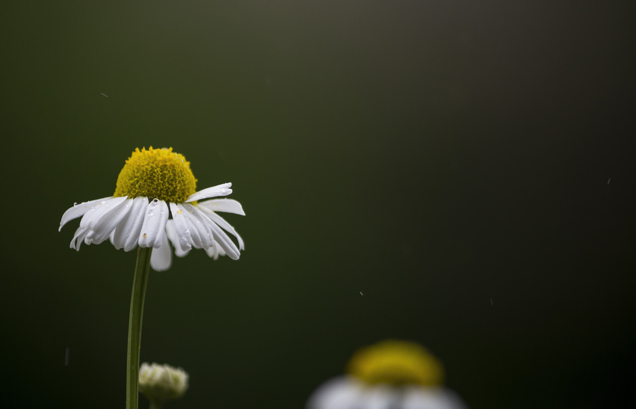 chamomile in rain