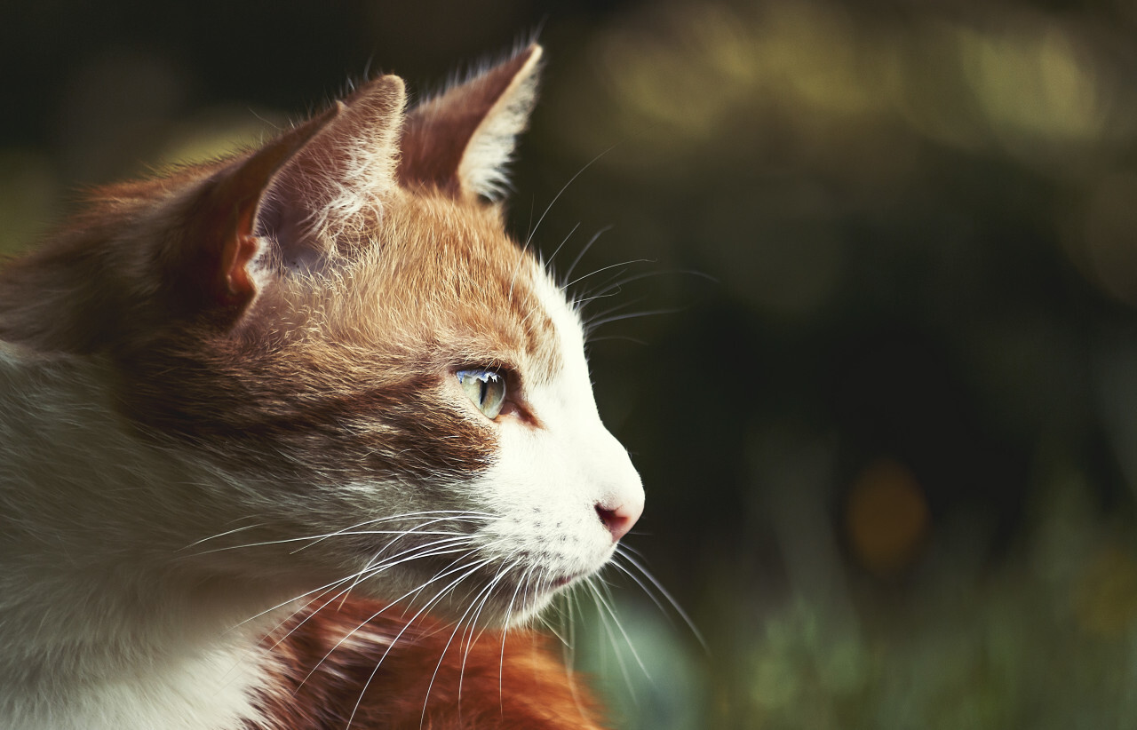 red cat profile