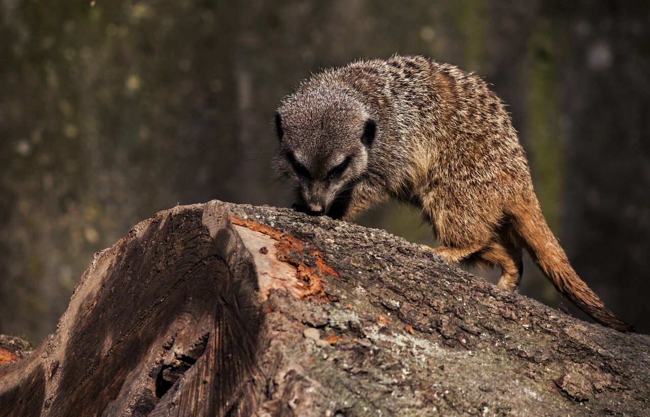 meerkat sniffs on a tree trunk