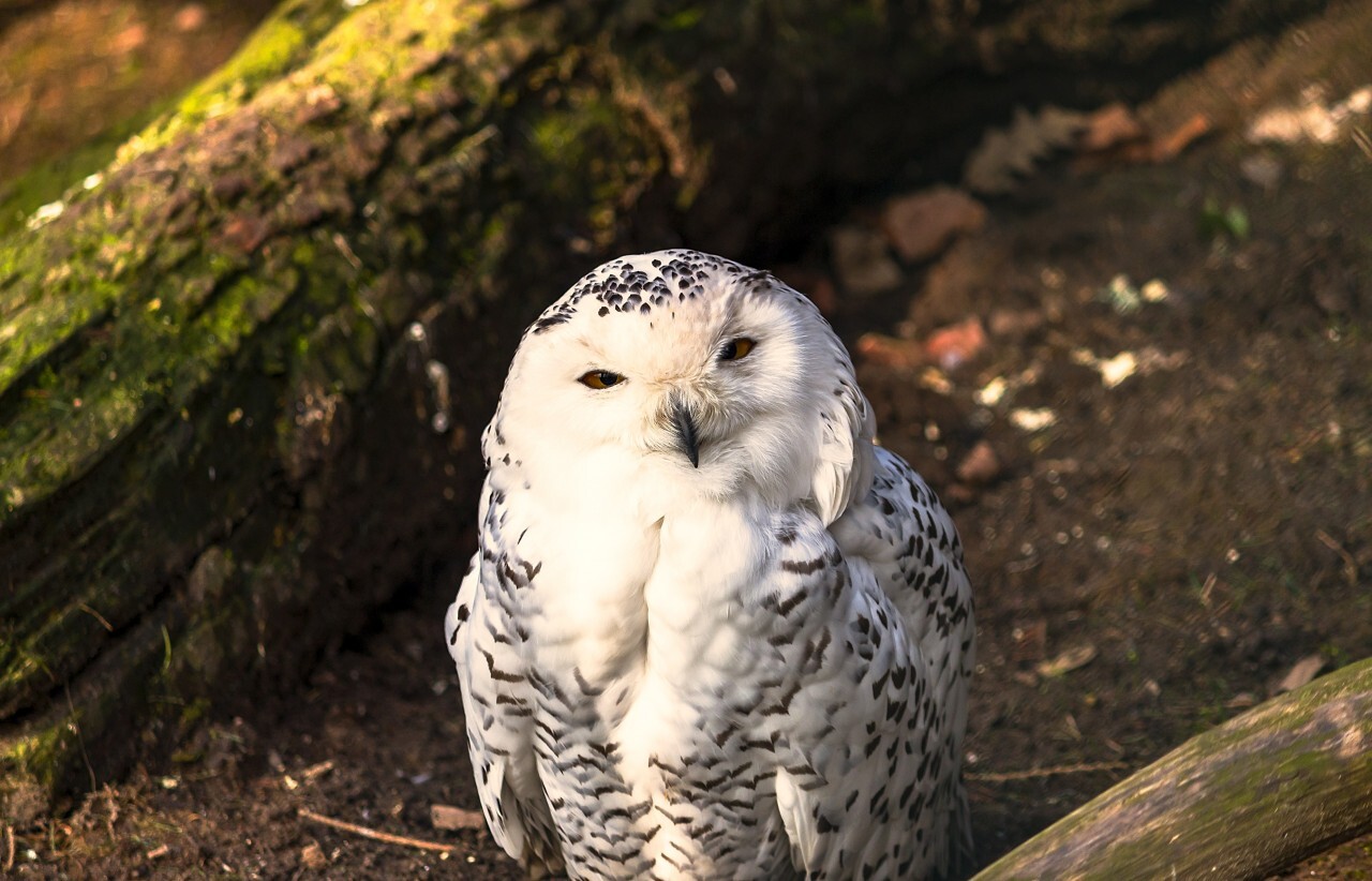 beautiful white snow owl portrait