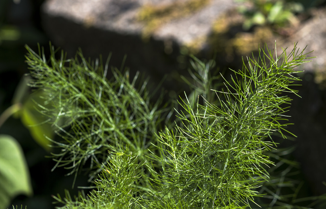 fennel leaves
