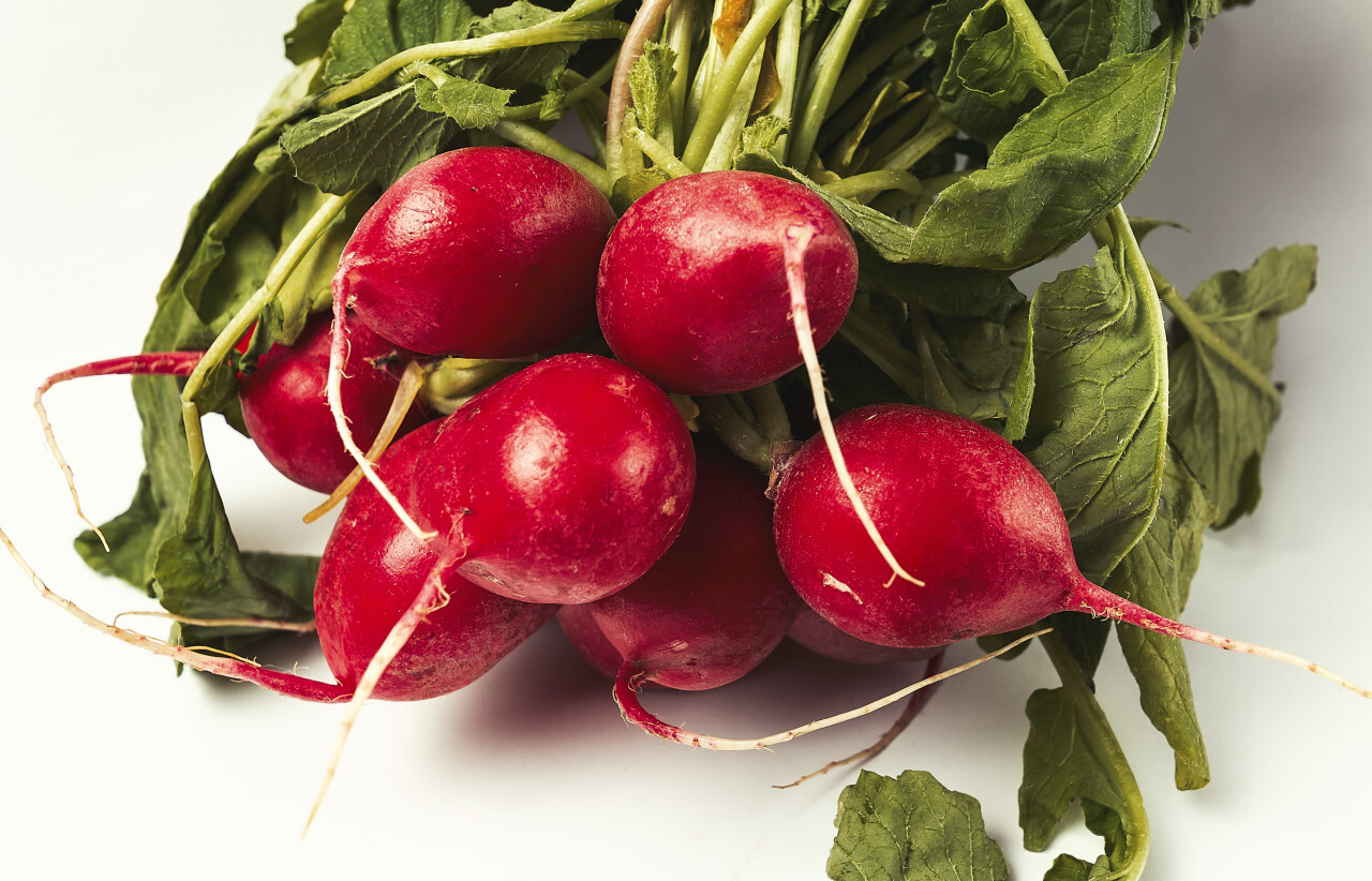 radish bunch isolated on white background