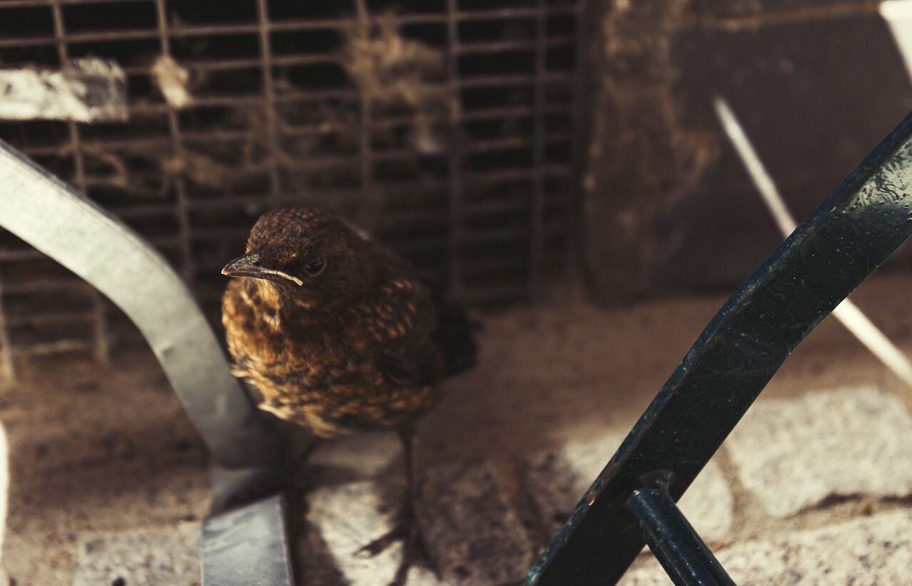 Young blackbird has fallen out of the nest