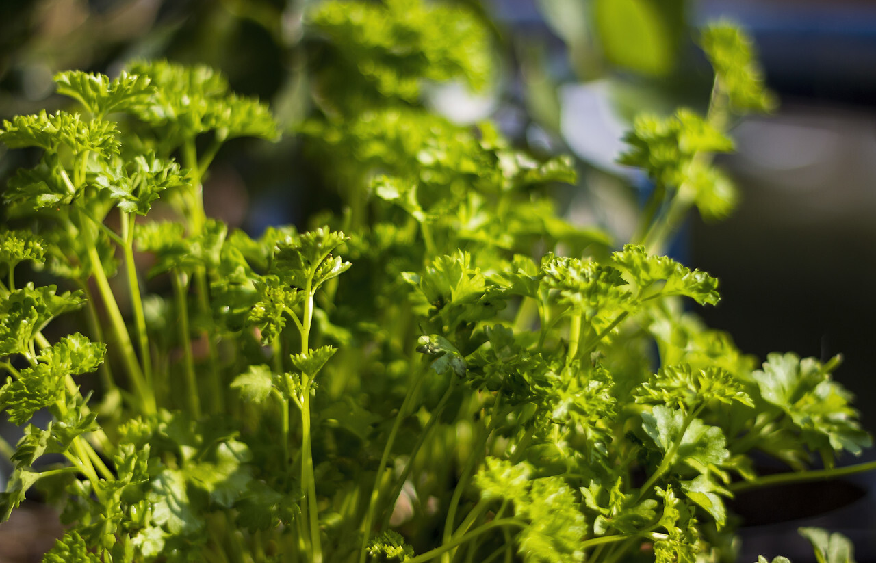 parsley herb in sunshine